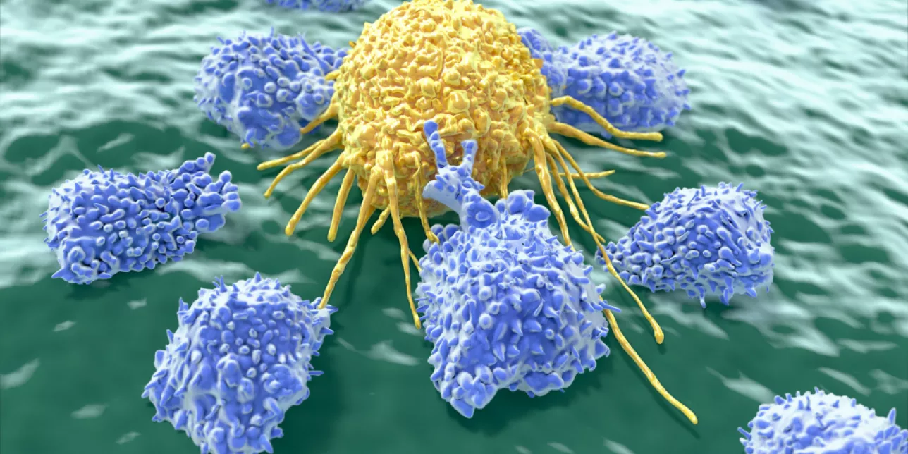 Image of natural killer cells in action. Image: iStock / selvanegra