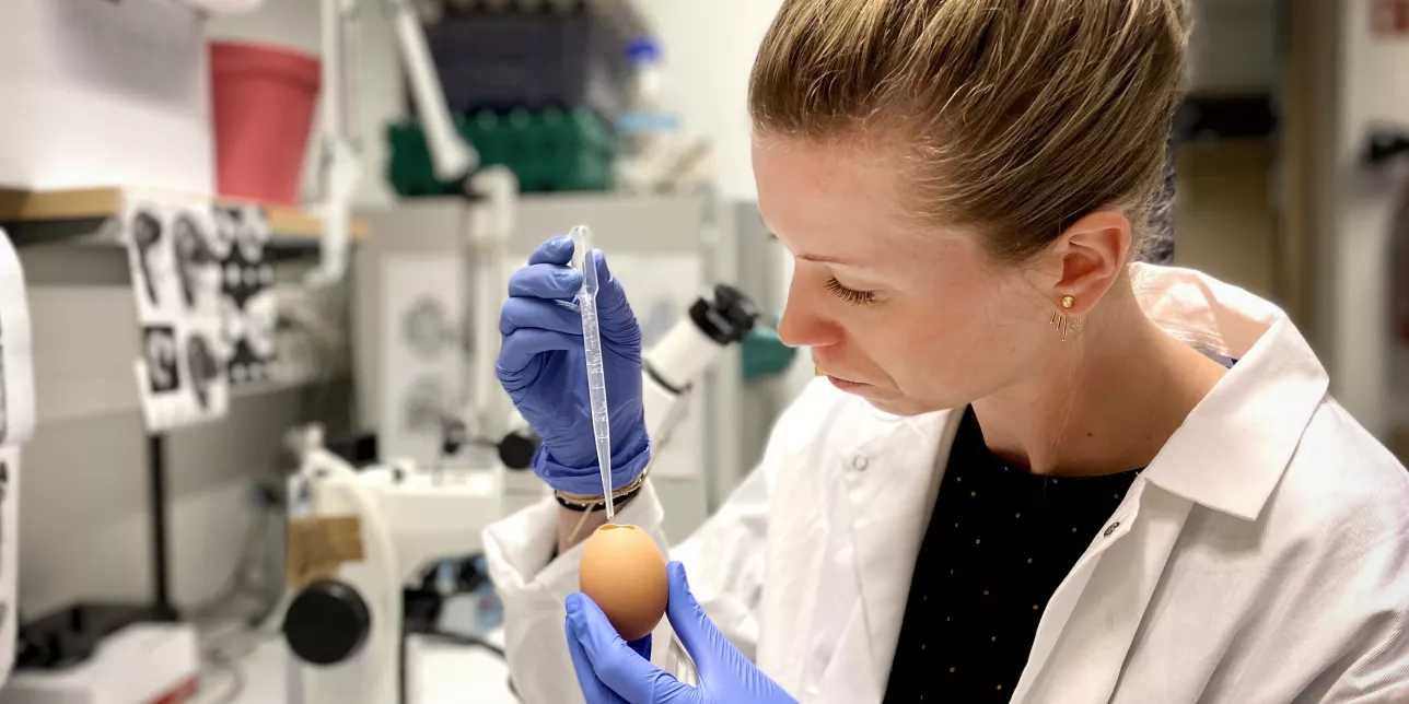 Photo of Sofie Mohlin pipetting into an egg in the lab.