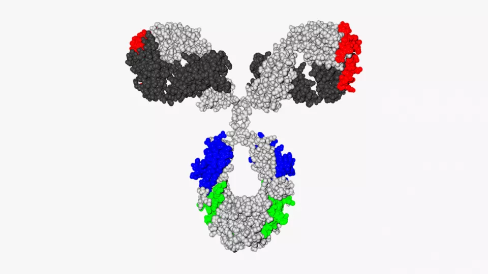 Image depicting the structure of an IgG antibody.