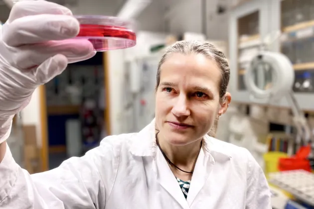 Anna Falk holding a petri dish in the lab.