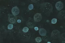 Stock image of blue cells on a black background. Photo.