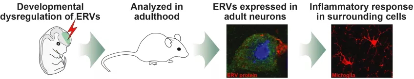 Schematic of the study in which dysregulation of ERVs during development leads to inflammation in the adult brain. Credit: The Molecular Neurogenetics group.