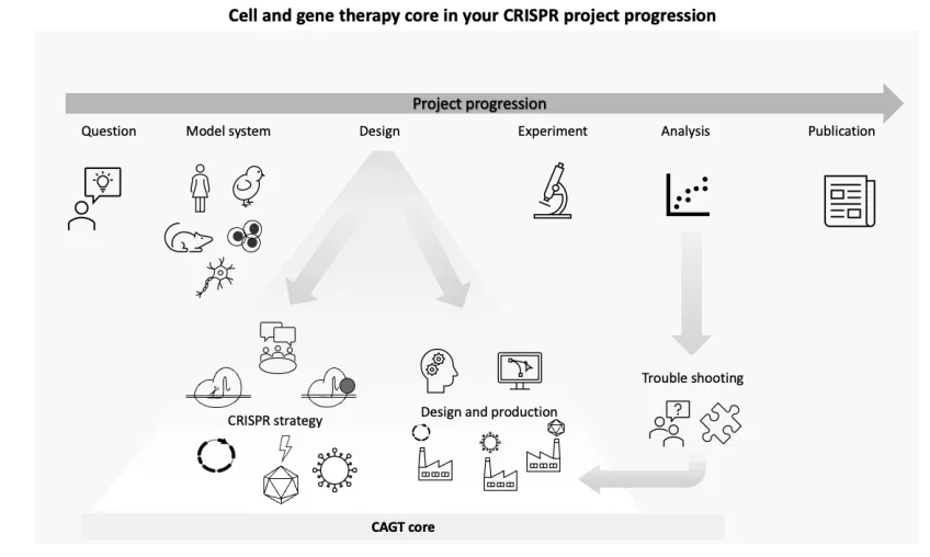 CRISPR overview