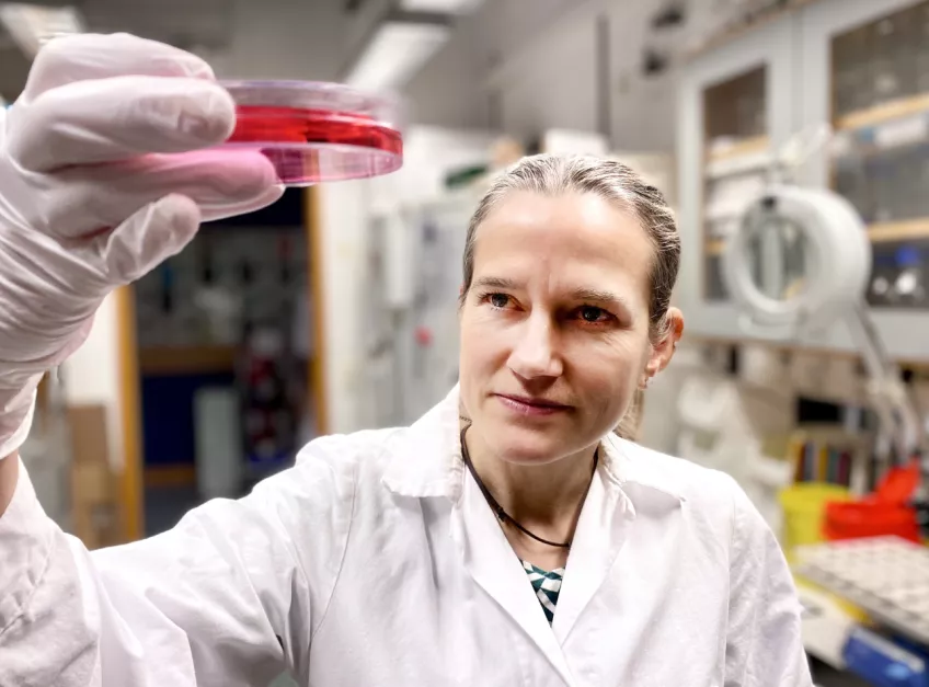 Photo of Anna Falk holding a petri dish in the lab.