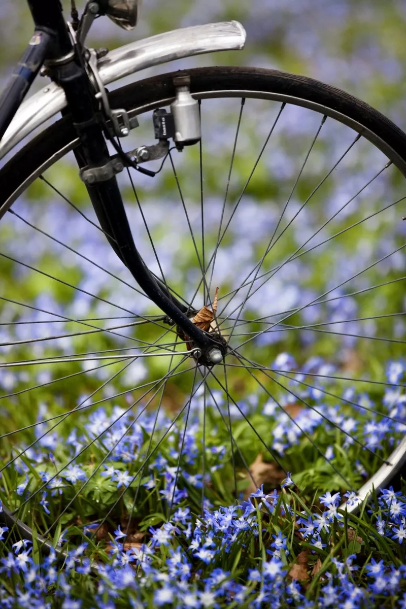 Bicycle wheel rolled into flower bed