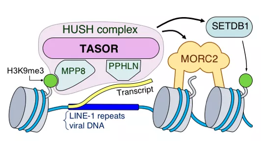 Schematic model of HUSH repression of a class of transposons known as LINE-1. Adapted from Douse, C.H. et al. 2020 Nature Communications.