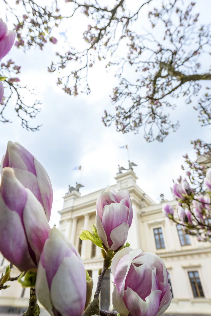 Magnolia flowers and the University main buildning in background
