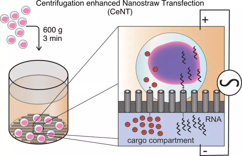 A schematic representation of Centrifugation enhanced Nanostraw Transfection